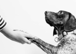 leadership coaching